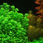 Kaiser Aquatics Bacopa Monnieri - Image 2