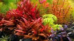 Kaiser Aquatics Alternanthera reineckii 'Mini' - Image 2