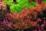 Kaiser Aquatics Ludwigia Arcuata - Image 2