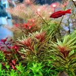 Kaiser Aquatics Limnophila Aromatica - Image 2