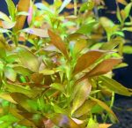 Kaiser Aquatics Ludwigia Repens - Image 2
