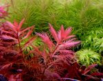 Kaiser Aquatics Proserprinaca Palustris - Image 2