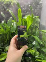 Stoffels Echinodorus grisebachii 'Tropica - Image 4