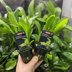 Stoffels Echinodorus grisebachii 'Tropica