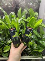 Stoffels Echinodorus grisebachii 'Tropica