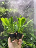 Stoffels Echinodorus grisebachii 'Tropica - Image 2