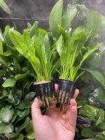 Stoffels Echinodorus grisebachii 'Tropica - Image 3