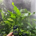 Stoffels Anubias heterophylla