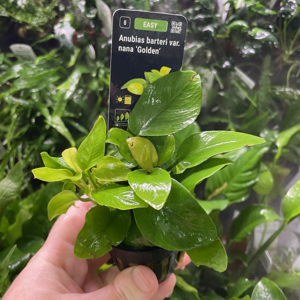 Stoffels Anubias barteri var. nana 'Golden'