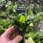 Stoffels Anubias barteri var. nana