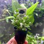 Kaiser Aquatics Hygrophila Difformis