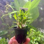 Kaiser Aquatics Proserpinaca Palustris