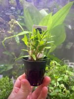 Kaiser Aquatics Proserpinaca Palustris