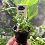 Kaiser Aquatics Bacopa Monnieri