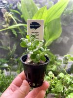 Kaiser Aquatics Bacopa Monnieri