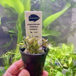 Kaiser Aquatics Pogostemon Stellatus 'Octopus'
