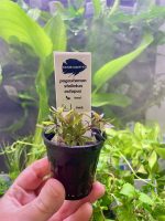 Kaiser Aquatics Pogostemon Stellatus 'Octopus'