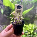 Kaiser Aquatics Hygrophila Corymbosa 'Thailand'