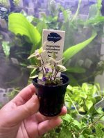 Kaiser Aquatics Hygrophila Corymbosa 'Thailand'