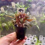Kaiser Aquatics Ludwigia Glandulosa