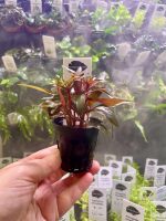 Kaiser Aquatics Ludwigia Glandulosa - Image 2