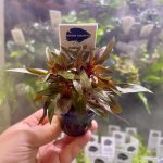 Kaiser Aquatics Ludwigia Glandulosa