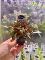 Kaiser Aquatics Ludwigia Glandulosa