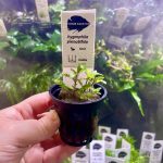 Kaiser Aquatics Hygrophila Pinnatifida