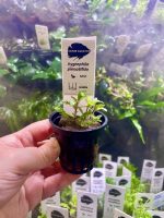 Kaiser Aquatics Hygrophila Pinnatifida