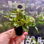 Kaiser Aquatics Ludwigia Repens