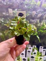 Kaiser Aquatics Ludwigia Repens