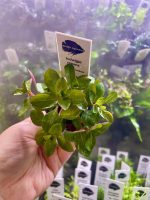 Kaiser Aquatics Ludwigia Repens - Image 2