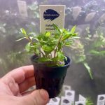 Kaiser Aquatics Ludwigia Arcuata