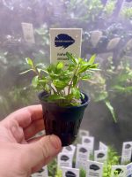 Kaiser Aquatics Ludwigia Arcuata