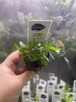 Kaiser Aquatics Ludwigia Arcuata - Image 2