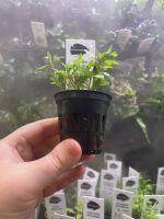 Kaiser Aquatics Ludwigia Arcuata - Image 3