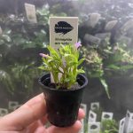 Kaiser Aquatics Limnophila Aromatica