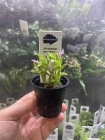 Kaiser Aquatics Limnophila Aromatica