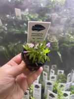 Kaiser Aquatics Limnophila Aromatica - Image 2