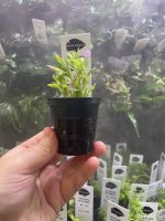 Kaiser Aquatics Limnophila Aromatica - Image 3