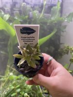 Kaiser Aquatics Hygrophila Corymbosa 'Thailand' - Image 2