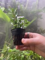 Kaiser Aquatics Hygrophila Difformis - Image 2