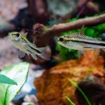 Pygmy Corydoras