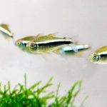 Black Neon Tetra (Hyphessobrycon herbertaxelrodi) - Image 2