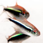 Black Neon Tetra (Hyphessobrycon herbertaxelrodi) - Image 3