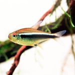Black Neon Tetra (Hyphessobrycon herbertaxelrodi) - Image 4