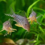 Sterbai Corydoras (Corydoras sterbai)