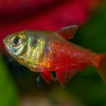 Flame Tetra