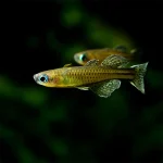 Gertrude’s Rainbowfish (Pseudomugil gertrudae)