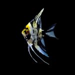 Koi Marbled Angel Fish- locally Bred - Image 4